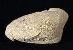 Ova canaliferus (LAMARCK 1816) - Bild © FossNet FossilienStore